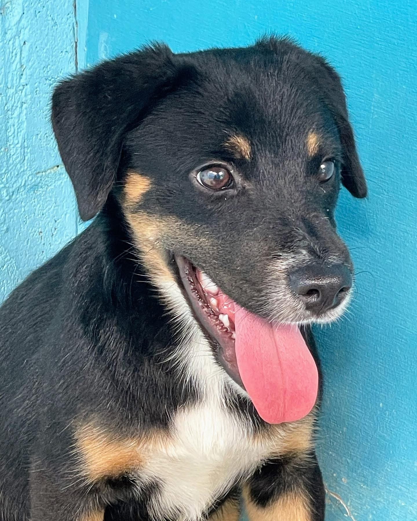 Rescue animal from Ocean Acres